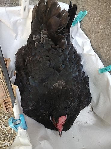 dekarativ quslar: Yumurtlayan toyuqlar, xoruzlar, çolpalar, 1 aylıq cücələrdə var — 8