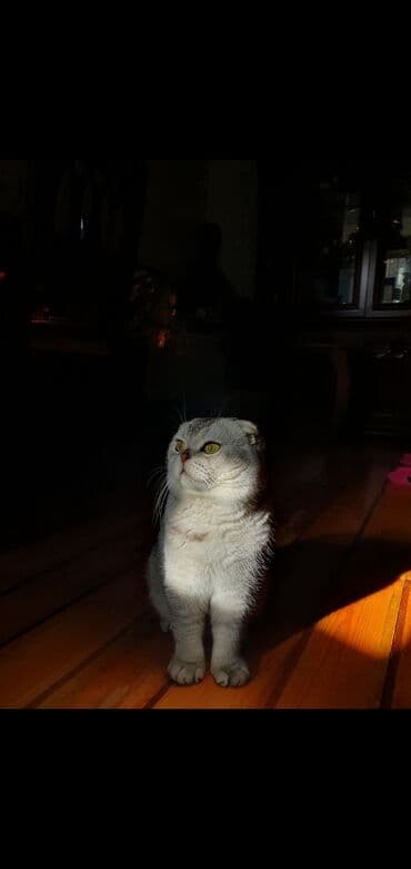 İnformatika: Şinşilla, Erkək, Cütləşmə üçün — 5