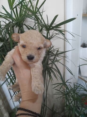 мальтипу купить: Pudel, 1 ay, Erkek — 3