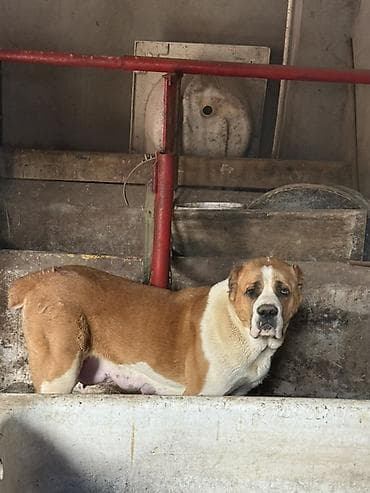 alabay itlerin satisi: Alabay, Dişi — 6