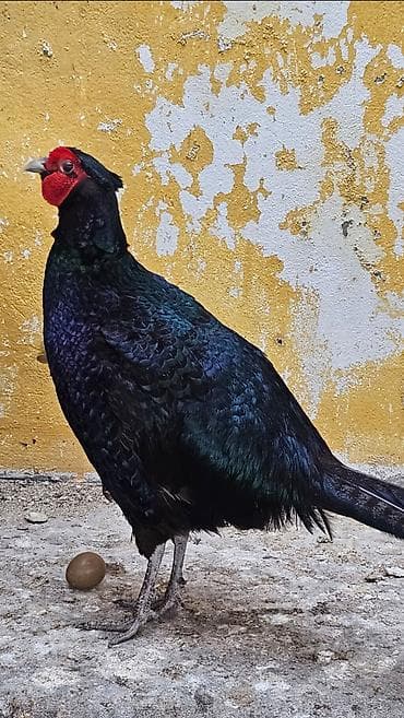 Zümrid girgovul bir ilik çüti satilir fərə yumurtaliyir