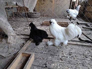 yırtıcı quş: Toyuq, Damazlıq — 3
