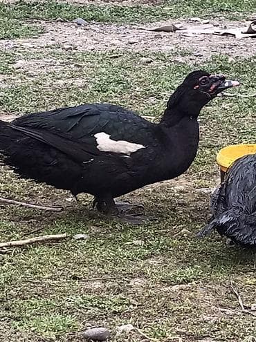 K/t heyvanları və malları: Qara zumrud. Maskali. Qizqin erkey Damazdiq Xüsusiyyətlər: - Cinsi — 1