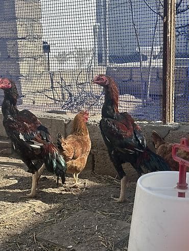 Heyvanlar üçün mallar: Xoruz, il: <1 — 8