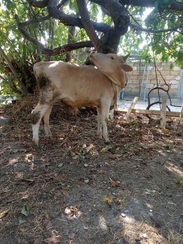 sudluk inekler satışı: Super yeyimgil danalardı — 11