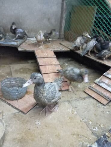 Məhsul: Ördək balaları Təsvir: - Şəkillərdə müxtəlif rənglərdə (qara lalafo.az -da Məhsul: Ördək balaları Təsvir: - Şəkillərdə müxtəlif rənglərdə (qara