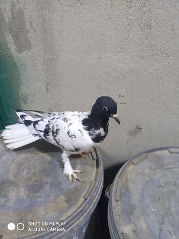 arı şəkilləri: Qara-ağ ləkəli dekorativ göyərçin - Rəng: baş və boyun hissəsi tünd — 8