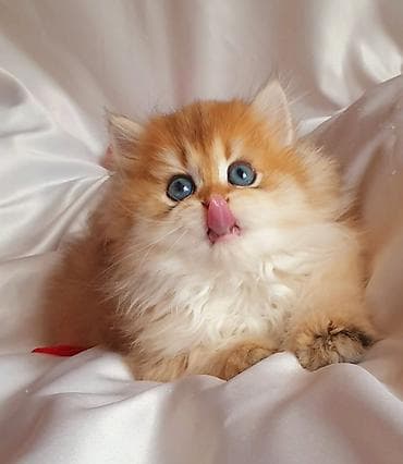 Qızıl şinşilla — 4