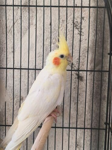 hələb kecilərin qiyməti: Korella Karella tutuqusu papuqay sevgi quşu nerazlucnik valnist 14 — 17