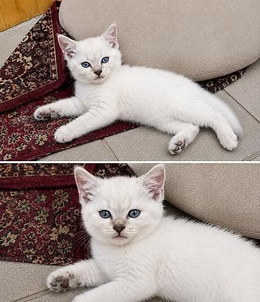 erkey pisik adlari: Balalar təmiz cinsdi və tam sağlamdırlar satılır 200 manat😍 Əlaqə — 5