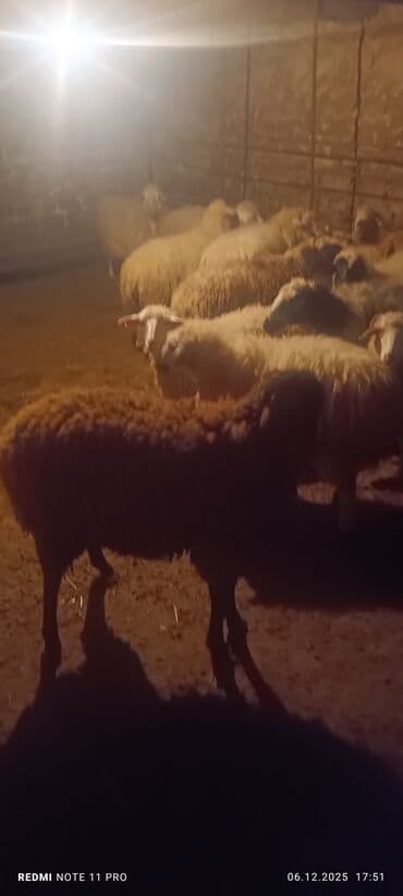 Аквариумы: Qoyun sürüsü – ətlik və damazlıq üçün - Növ: yerli qarışıq cinslər — 1