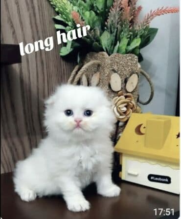 iran coban iti: 50 ile 250 arasi cins saf qan saqlam pisiklerimiz var sekilde olmayan — 6