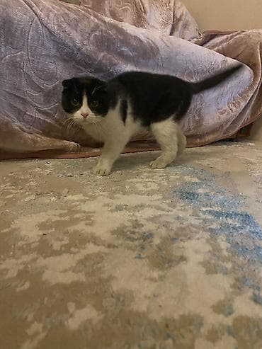 Pişik – qara-ağ rəngli, qısa tüklü. - Cinsiyyət: Erkəy - Rəng lalafo.az -da Pişik – qara-ağ rəngli, qısa tüklü. - Cinsiyyət: Erkəy - Rəng