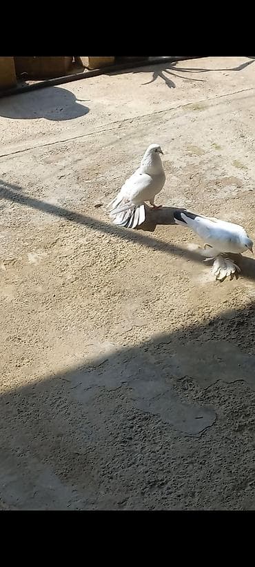 Salam 2 eded erkek göyerçin satılır seliqeli heyvanlardı