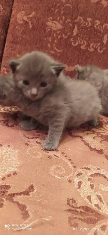 xaski it satisi: Britan, Erkək, Dişi — 6