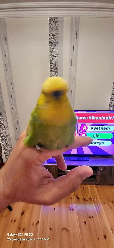 Digər quşlar: 1il yarımlıq Vıstıvka erkəkdi. İki dəfə bala verib. Çox möhtəşəm bala — 2