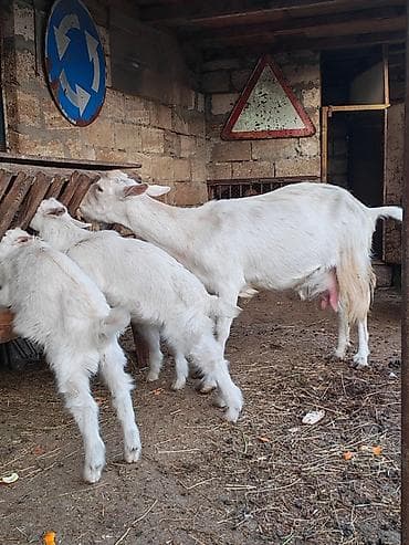 Ağ rəngli keçilər – Rus kecisi 4 litr süd 3 aylıq balalar 3 yaşdı ana