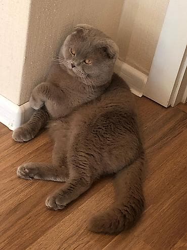 Şotland yastı qulaq, Erkək, Cütləşmə üçün — 4