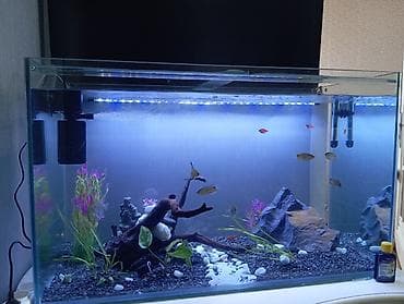 akvarium dekorlari: Dördbucaq akvarium, Balıqlarla birlikdə, 300 l, Pulsuz çatdırılma — 3