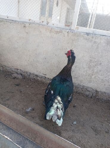 lal ordəklərin satışı: Məhsul: Misk ördəkləri (indo duck) Təsvir: - Şəkillərdə göstərilən — 3