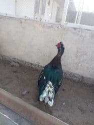 ruan ördək: Məhsul: Muskovi (hind) ördəkləri Təsvir: - Şəkillərdə müxtəlif rəng — 2