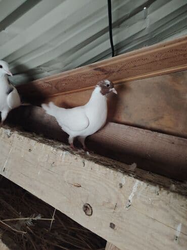 maraqli qus adlari: Cins göyərçinlər dəsti - Rənglər: ağ, ağ-qəhvəyi qarışıq — 7