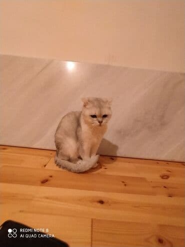 собака отдам в хорошие руки: Британская, Самка, В добрые руки, Самовывоз — 3