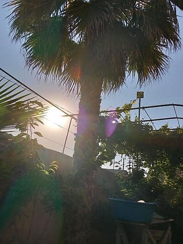 Məhsul: Həyətyanı sahə üçün dekorativ palma ağacı Təsvir: - Növ: Fan — 2