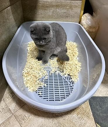 pişik yatağı: Şotland yastı qulaq, Dişi, Yaxşı əllərə, Ünvandan götürmə — 7