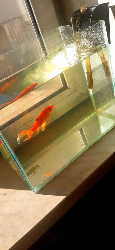 betta balıq: Dördbucaq akvarium, Balıqlarla birlikdə, 20 l, Ünvandan götürmə — 1