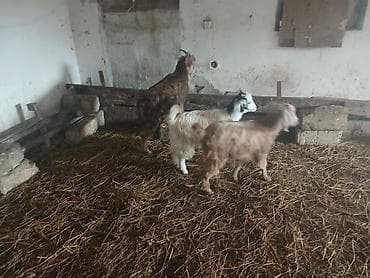Satış: 3 baş ev heyvanı – keçilər diși kecilerdir sap saglamdlLar