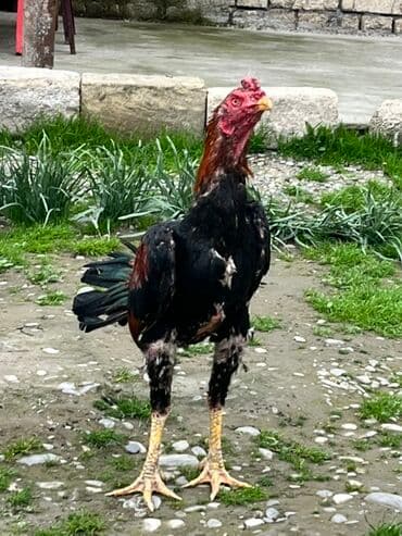 qaz şəkili: Salam maşallah olsun heyvan aktiv canlı becedi 9aylig olub 10un — 2