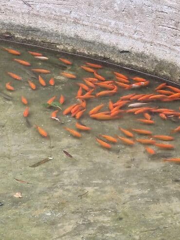 Gəmiricilər: Qızıl balıq, Sülhsevər, Ünvandan götürmə — 2