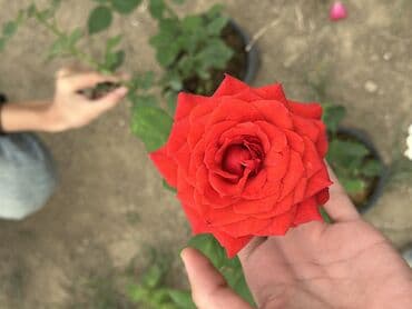 şaxtagülü qiyməti: Qızıl güllər satılır✅ İstənilən qədər var✅ Rəng çeşitləridə var✅ — 2