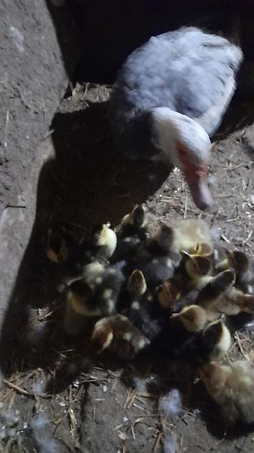 ördək balası: 16 dene ördək balası 1Ana ördək Lavanda zümrüdü krasnadar balalar — 9