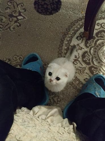 siyam pisik: Britan — 5