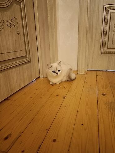 britain pisiyi satilir: Britan — 3