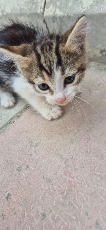 cins pişik: Erkək, Yaxşı əllərə, Ünvandan götürmə — 2