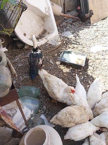 heyvan satisi: 2 erkek 2 dişi ördək.4 bala, balanın 3 ü erkek 1i,dişi.toplam 100azn — 7