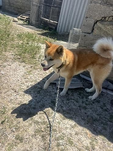 Akita-inu — 3