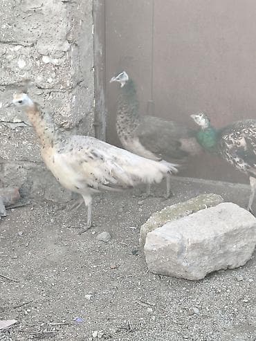 Павлины: Məhsul: Tovuz quşları və ev quşları - Növ: Tovuz quşu (erkək — 5