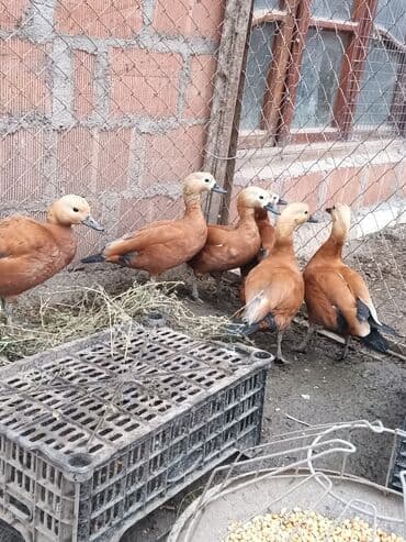 toyuq hini nece tikilir: Ruddi qazlar (Tadorna ferruginea) – dekorativ su quşları - Rəng — 2