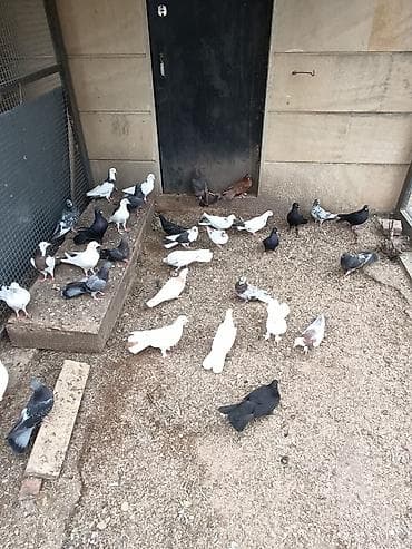 goyercin uzuyu: Seçmədə satılır kütdə — 4