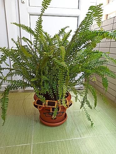 Dekorativ qızılbağ ferni (Nephrolepis exaltata) – bənzərsiz dizaynlı