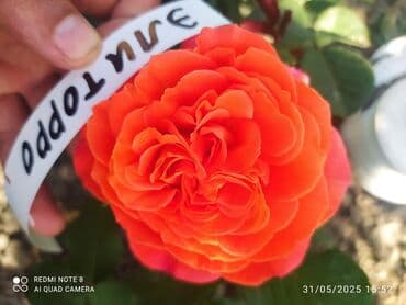 çiyələk şitili: Məhsul: Gül kolları – müxtəlif növ güllər Təsvir: - Seçmə dekorativ — 6