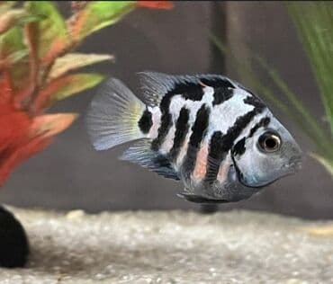 hələb kecilərin qiyməti: Cixlid balığı, Yırtıcı, Ünvandan götürmə, Ödənişli çatdırılma — 4