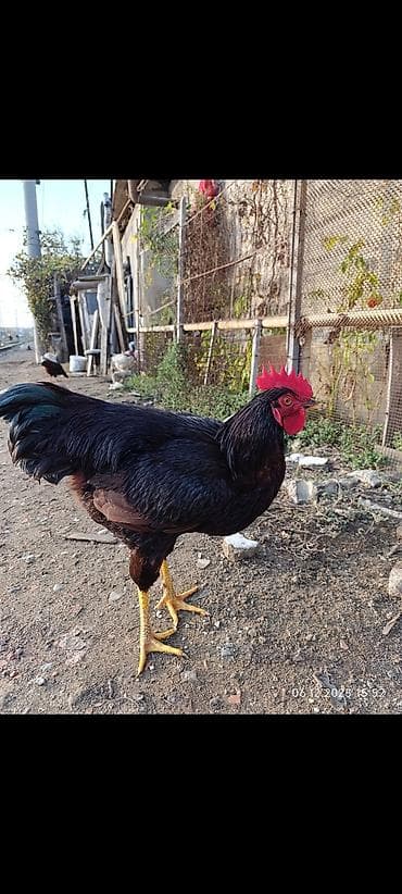 Redisland cücələri öz şəkillərdir say məduddur