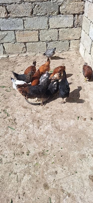 Животные: Куриные цыплята, Для разведения, Платная доставка — 3