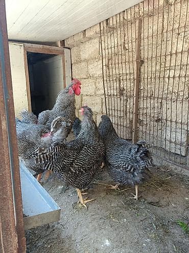 Barred Rock Plymouth. 3-fərə 3-xoruz 1il5 aylıqdılar təmiz qan sağlam