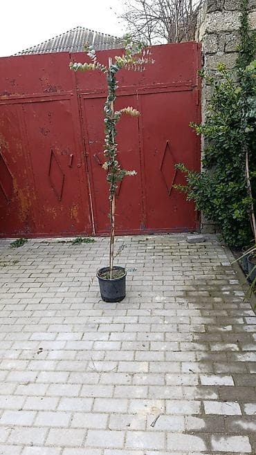 beryoza ağacı: Eucalyptus ağacı – qapalı qabda - Bitki: Eucalyptus (gümüşü-yaşıl — 1